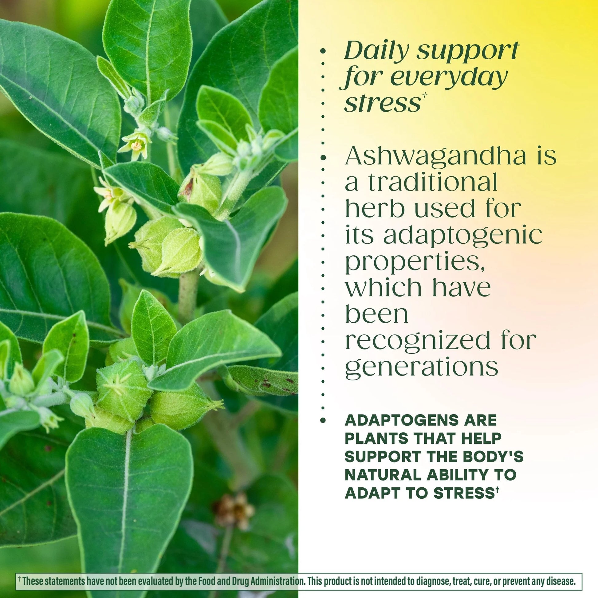 Ashwagandha Complex (Formerly Stress Protect) - Cortisol Support - 30 Servings